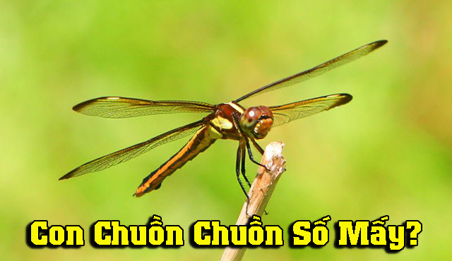 Con chuồn chuồn số mấy